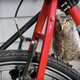 Illustration for article titled Bike owl is watching you!